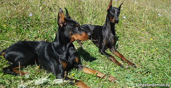 Демоны сериалов «Закрытая школа» и «Ангел или демон»